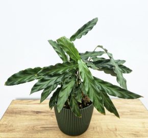 Výprodej - calathea rufibarba