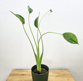 Vyprodej - alocasia Tiny dancers