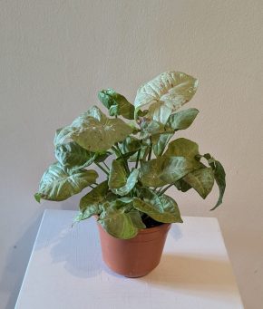 Syngonium podophyllum Milk Confetti