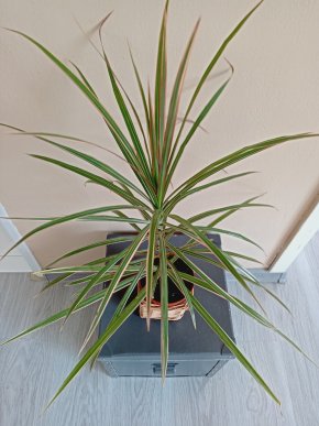 Dracena