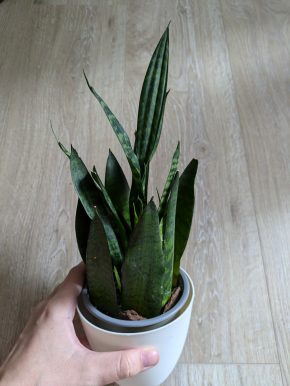 Sansevieria pokojovka tchýnin jazyk