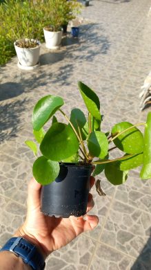 Pilea peperomioides 2v1