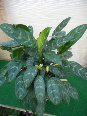 Aglaonema  commutatum