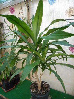 Sbírková Dracaena