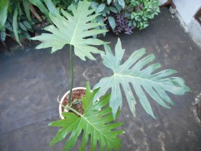 Sbírkový Philodendron