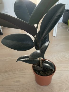 Ficus elastica „Abidjan“