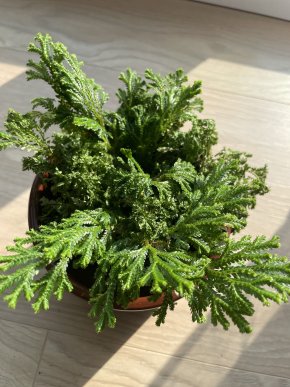 Selaginella Martensii