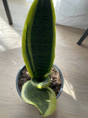 Sansevieria neboli tchýnin jazyk