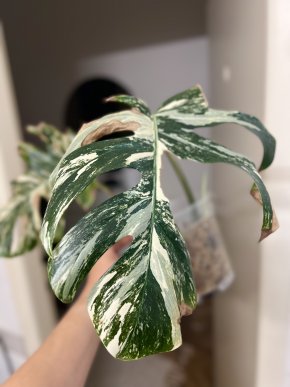 🌿 Monstera Albo Variegata - Zakořeněný řízek s vrcholem 💚🤩