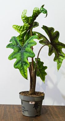 Alocasia Jacklyn 1