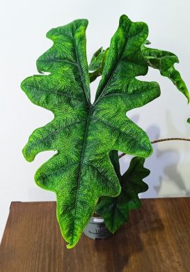 Alocasia Jacklyn 2