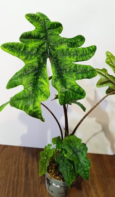 Alocasia Jacklyn 3