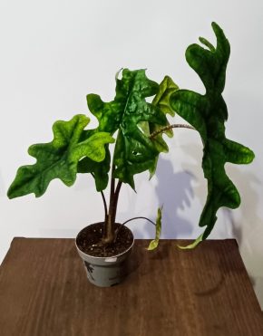 Alocasia Jacklyn 4