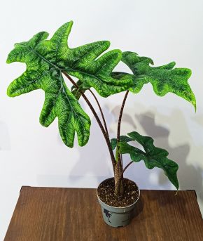 Alocasia Jacklyn 5