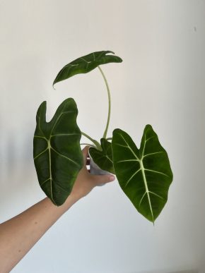 Alocasia Frydek 1