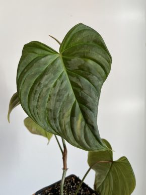 Philodendron Majestic