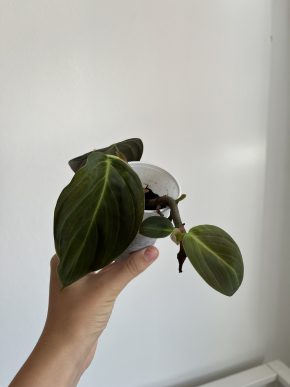 Philodendron Gigas