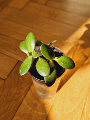 Crassula Arborescens, řízky s kořeny