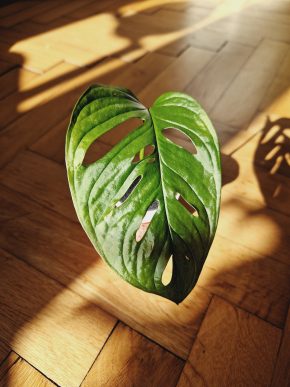 Monstera Adonsonii (Monkey mask), řízek s kořeny, A