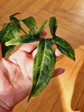 Syngonium Angustatum Little Star, řízky s kořeny