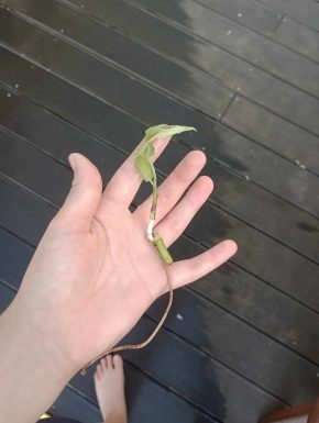 Monstera adansonii albo variegata 2