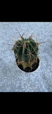 Ferocactus histrix