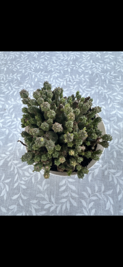 Euphorbia