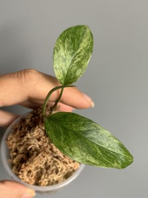 Monstera laniata Mint variegata