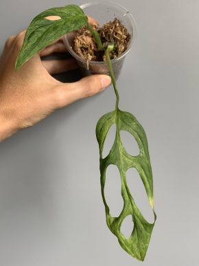 Monstera adansonii Indonesian Marble