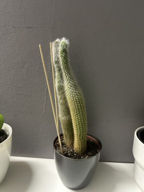 Cleistocactus