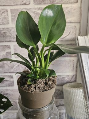 Philodendron Green princess