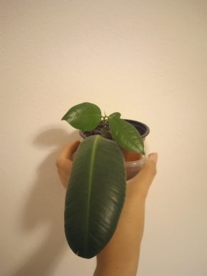 Ficus elastica robusta