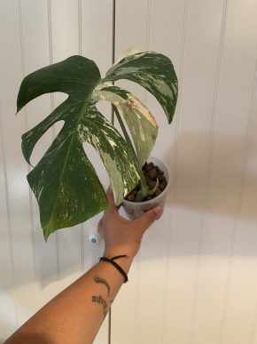 💚 Monstera albo variegata 💚