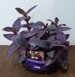 Tradescentia Purple Pasion 2