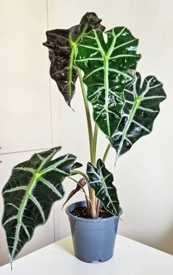 Alocasia amazonica L