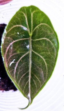 Alocasia azlanii