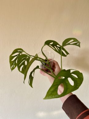 Monstera Adansonii