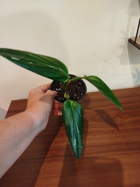 Monstera standleyana variegata