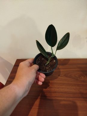 Scindapsus treubi dark form