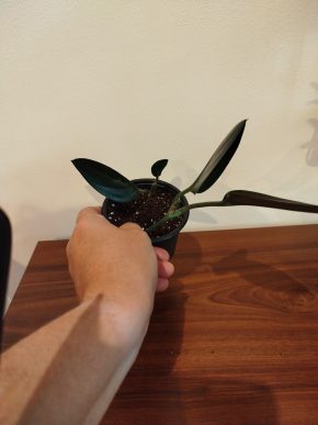 Scindapsus treubi dark form