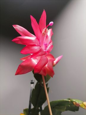 Schlumbergera - Vánoční kaktus: Red noid chimera (řízek)