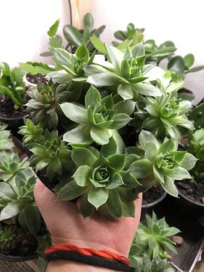 Náhodná miska s netřesky 🌸