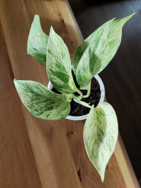 Epipremnum Snow Queen