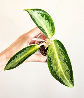 Aglaonema silver blue