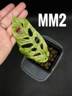 Monstera Laniata Mottled