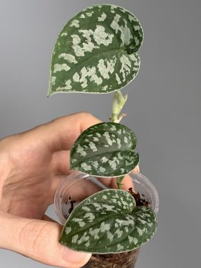 Scindapsus Black Exotica Velvet