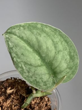 Scindapsus Silver Velvet