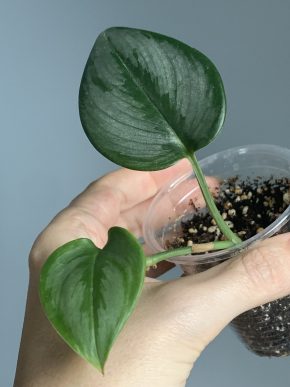 Scindapsus treubii sp. Sumatra