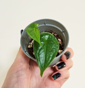 Alocasia heterophylla Dragon’s breath