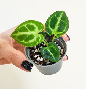 Anthurium silver blush baby